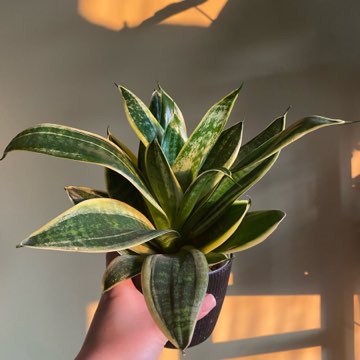 Sanseveria wężownicą żelazną roślina