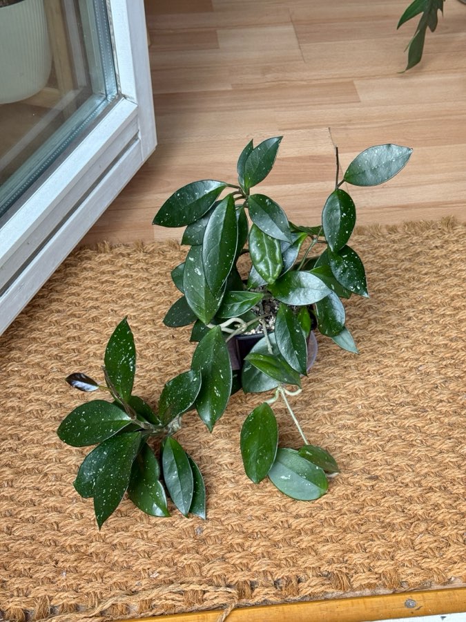 hoya carnosa 2