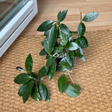 hoya carnosa
