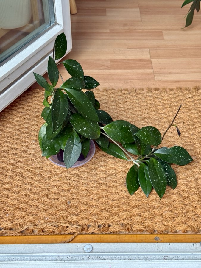 hoya carnosa 3
