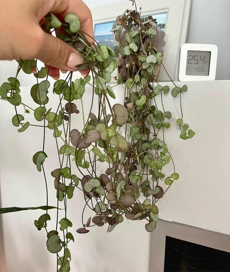 Ceropegia woodii