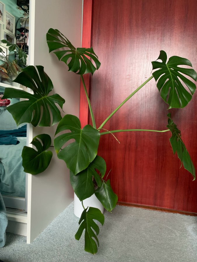 Monstera Deliciosa 2