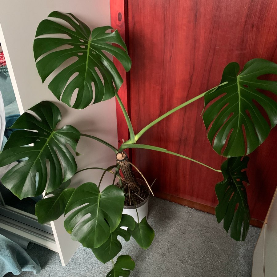 Monstera Deliciosa