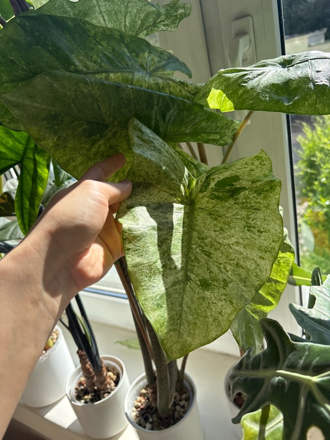 Alocasia Macrorrhiza Splash Variegata 2