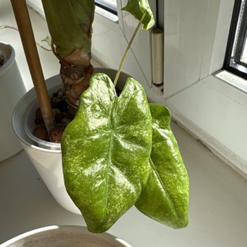 Alocasia Macrorrhiza Splash Variegata