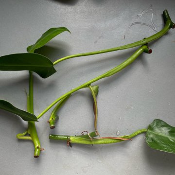 Philodendron tuxtlanum roślina kolekcjonerska