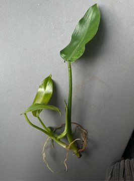 Philodendron tuxtlanum 