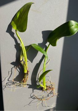 Philodendron tuxtlanum 