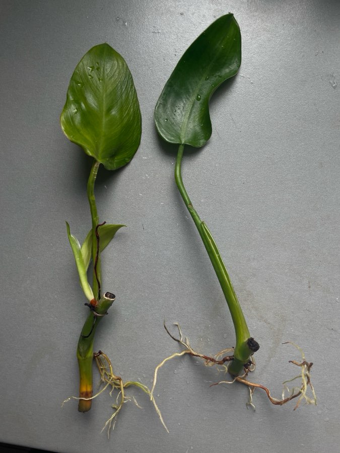 Philodendron tuxtlanum  2