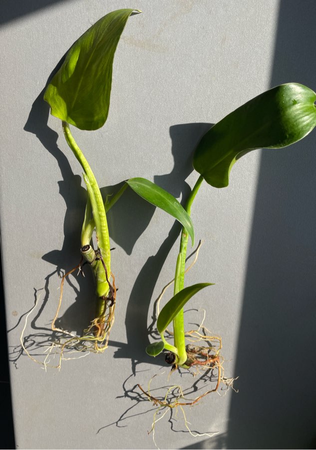 Philodendron tuxtlanum 