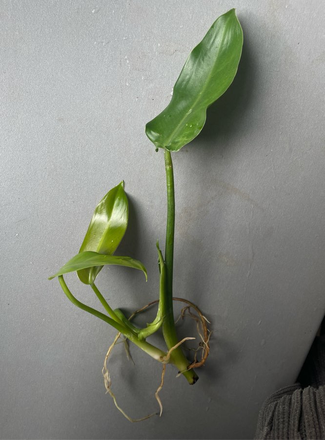 Philodendron tuxtlanum 