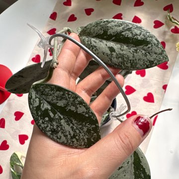 Hoya Carnosa Wilbur Graves