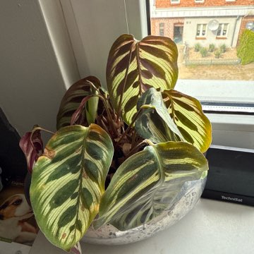 Maranta