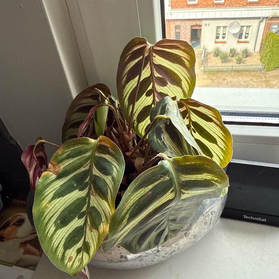 Maranta