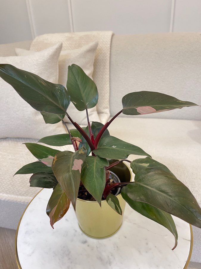 Philodendron Pink Princess 2