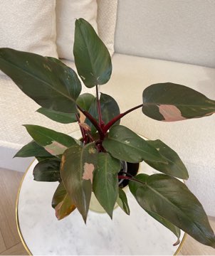 Philodendron Pink Princess