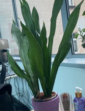 Sanseveria moonshine piękne srebrne liście