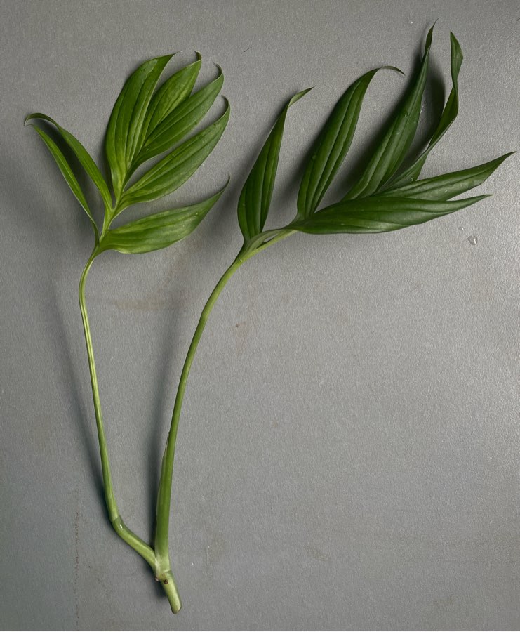 Monstera subpinnata sadzonka szczytowa