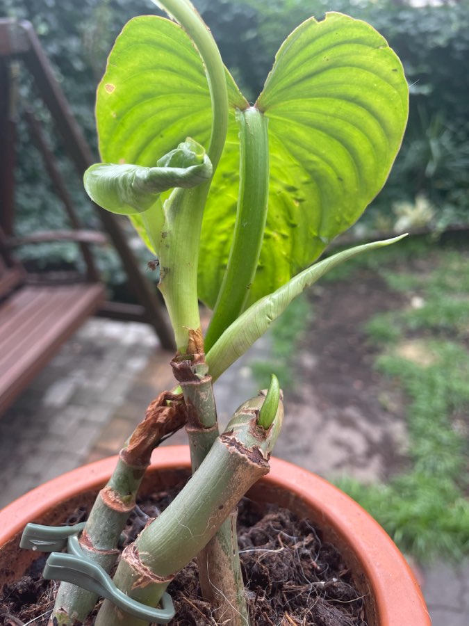 Filodendron Mamei 3