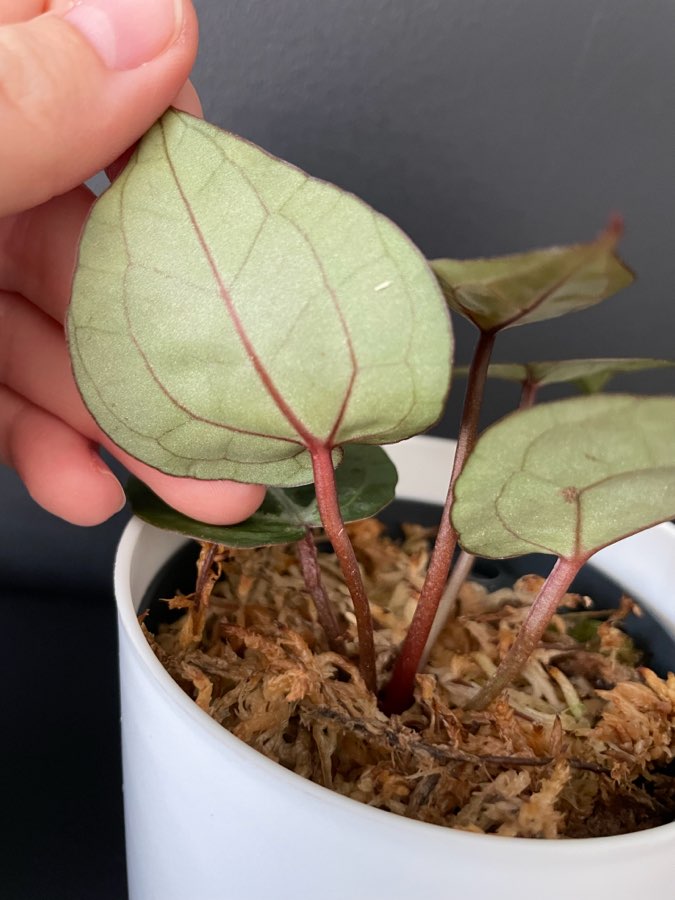 Anthurium Michelle 2