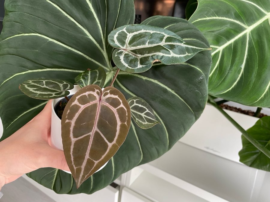Anthurium Michelle 3