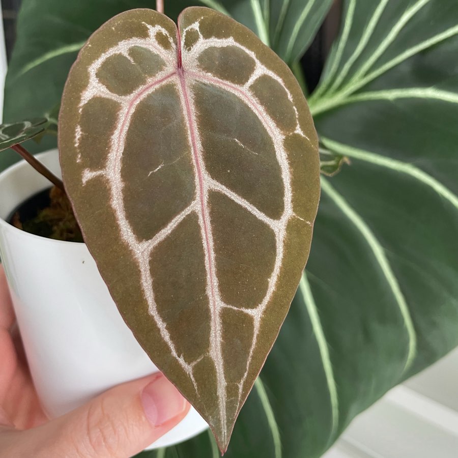 Anthurium Michelle