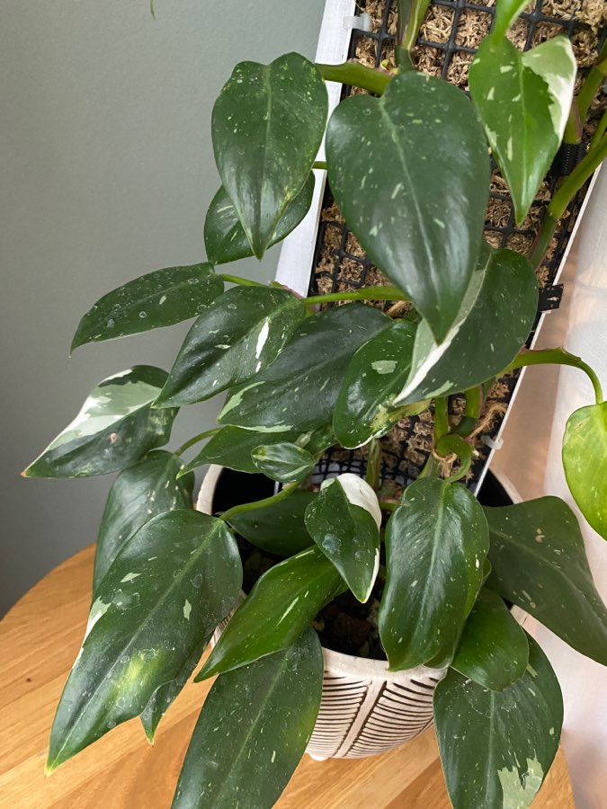 Philodendron white princess 2