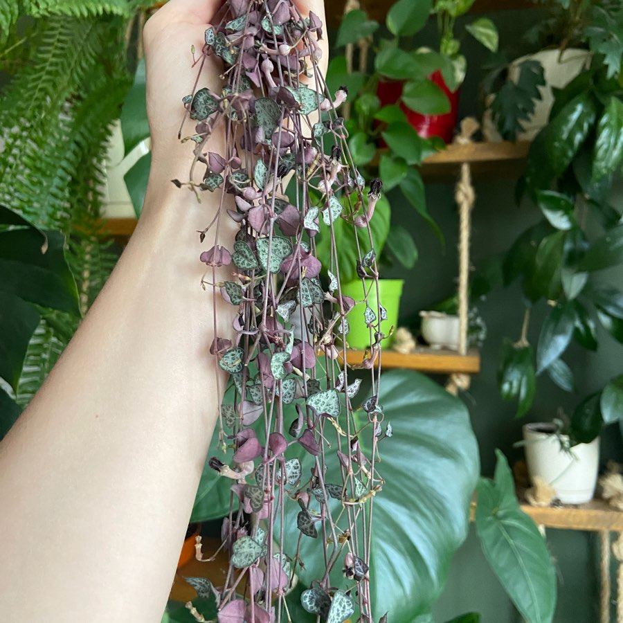 Ceropegia woodii