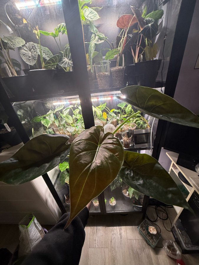 Alocasia wetnij 2