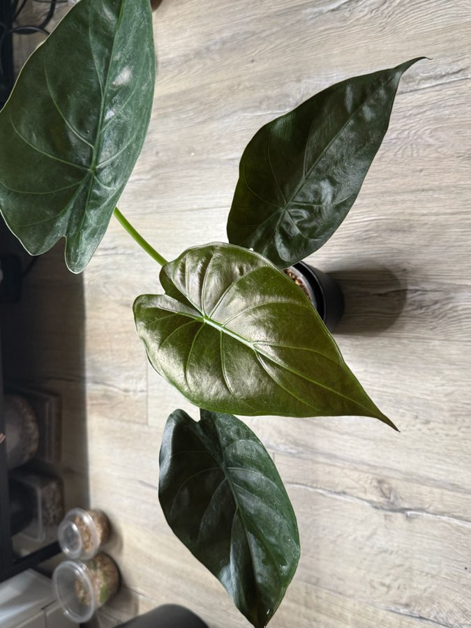 Alocasia wetnij 3