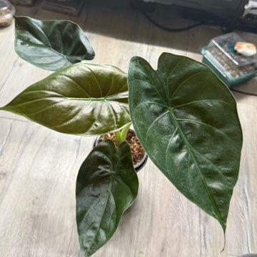 Alocasia wetnij