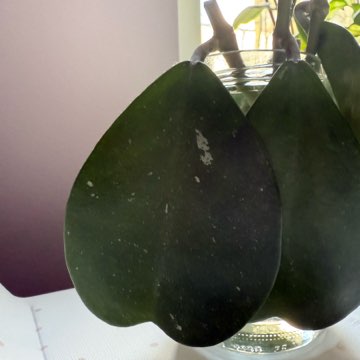 Hoya kerri