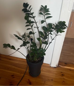 Zamiokulkas zamiolistny XXL 70 cm + doniczka