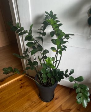 Zamiokulkas zamiolistny XXL 100 cm + doniczka