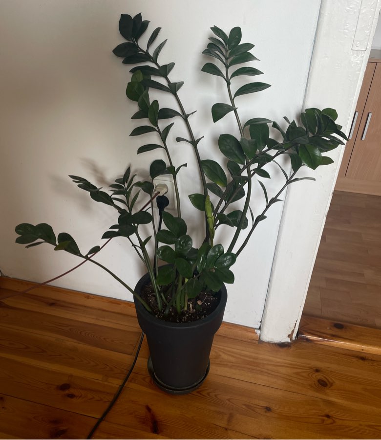 Zamiokulkas zamiolistny XXL 70 cm + doniczka