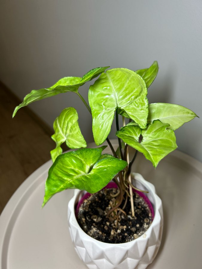 Syngonium Arrow 2
