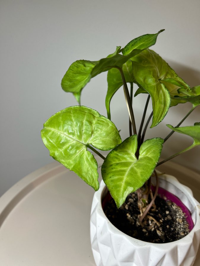 Syngonium Arrow 3