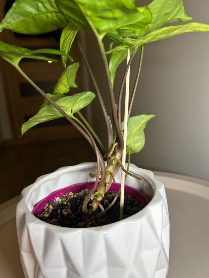 Syngonium Arrow 4