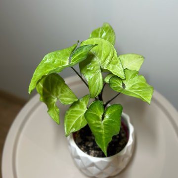 Syngonium Arrow