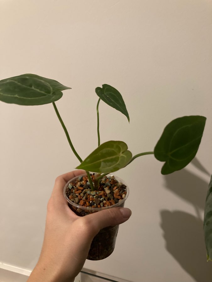 Anthurium velvet hybrid 4