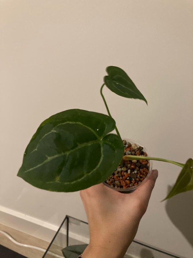 Anthurium velvet hybrid 3