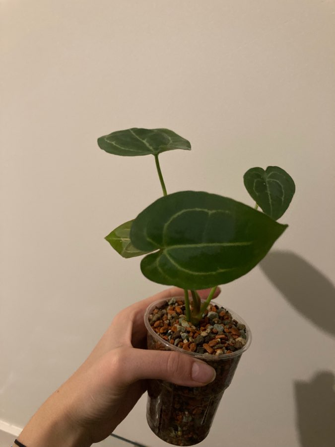 Anthurium velvet hybrid 2