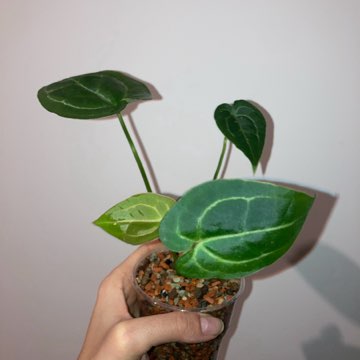 Anthurium velvet hybrid
