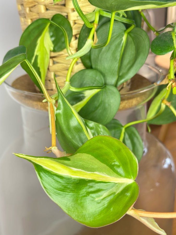 Philodendron Cream Splash 4