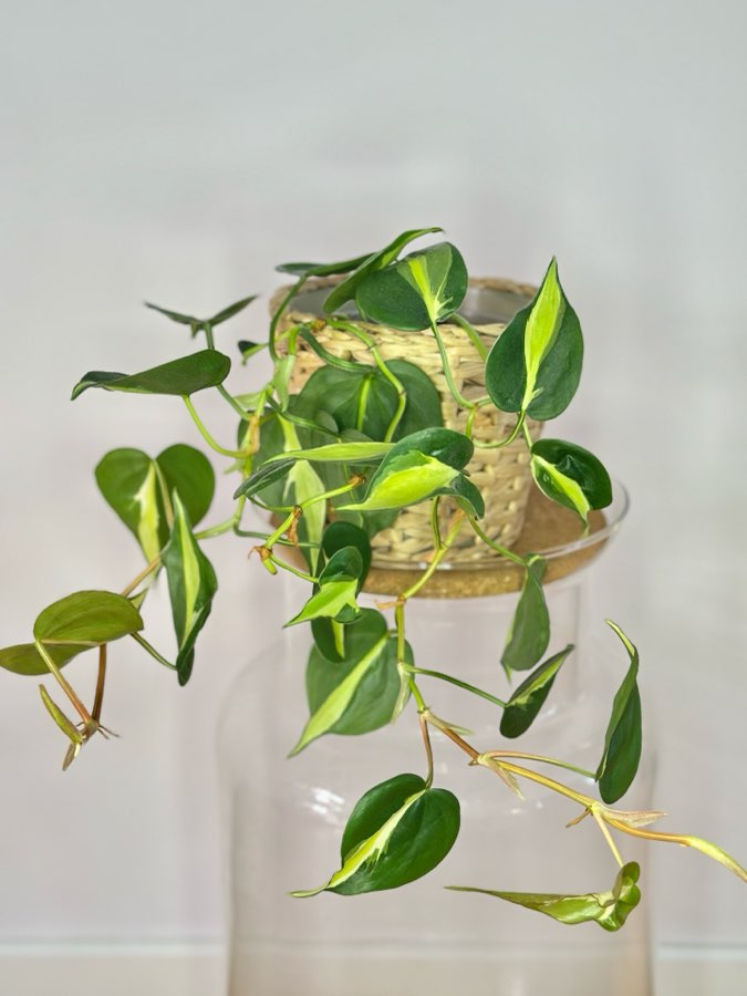 Philodendron Cream Splash 2