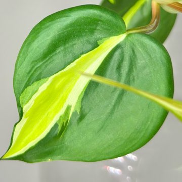 Philodendron Cream Splash