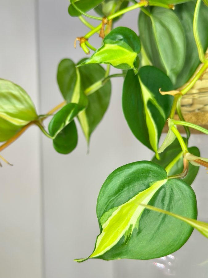 Philodendron Cream Splash 3