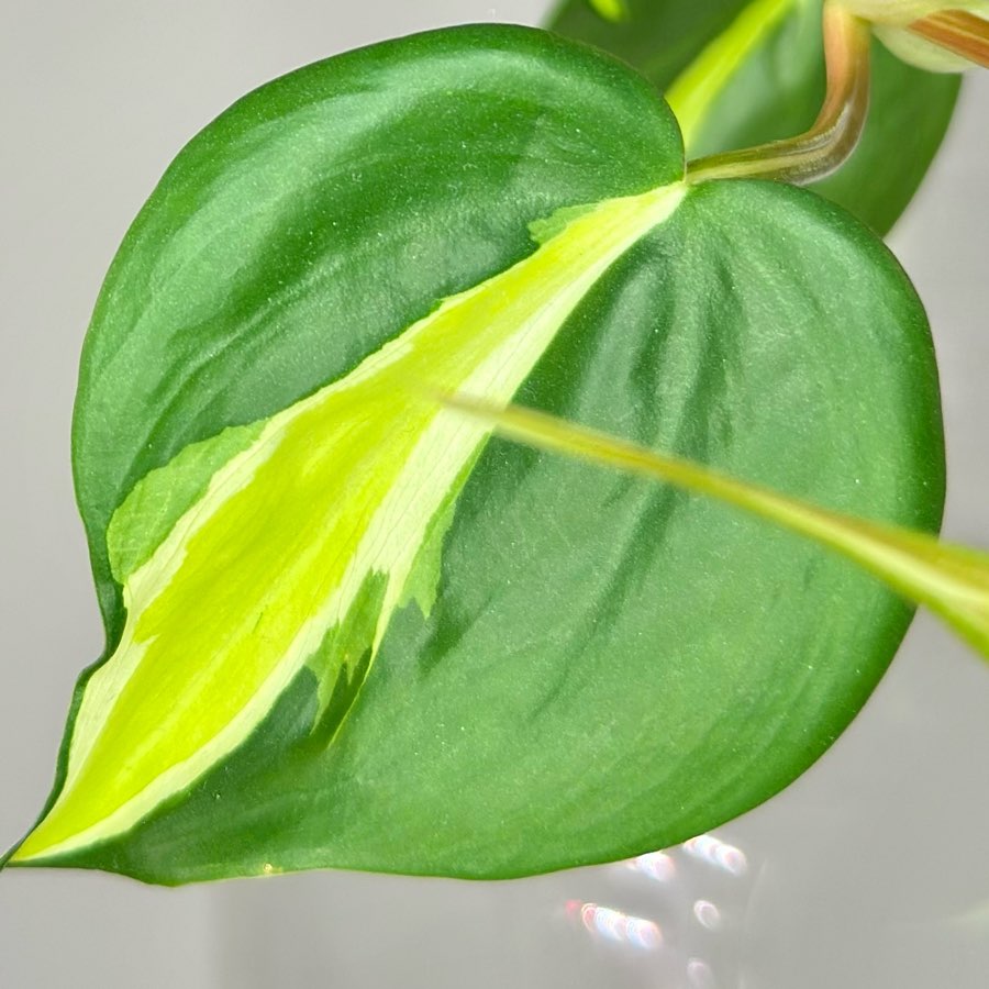 Philodendron Cream Splash