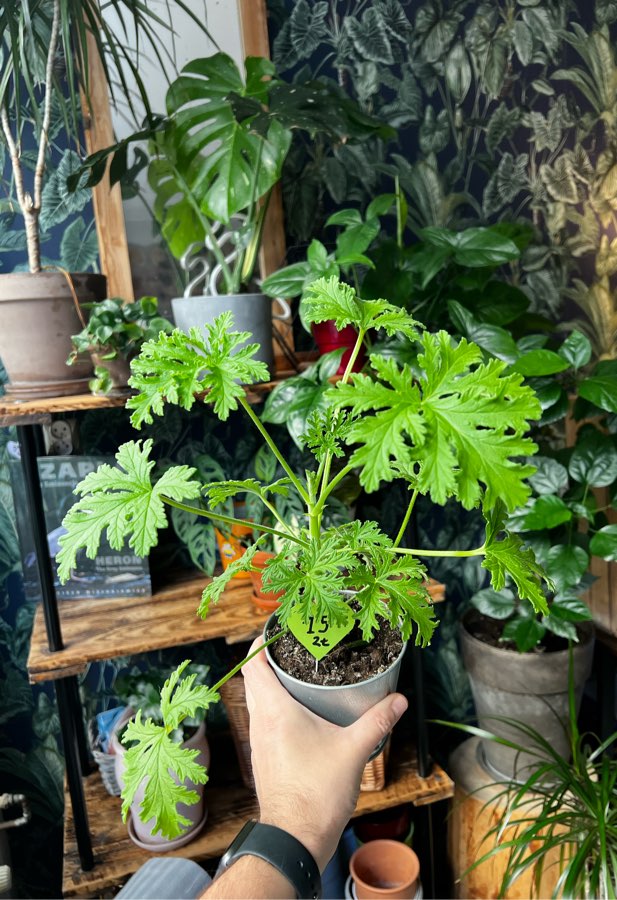 Anginka 🪴 Geranium