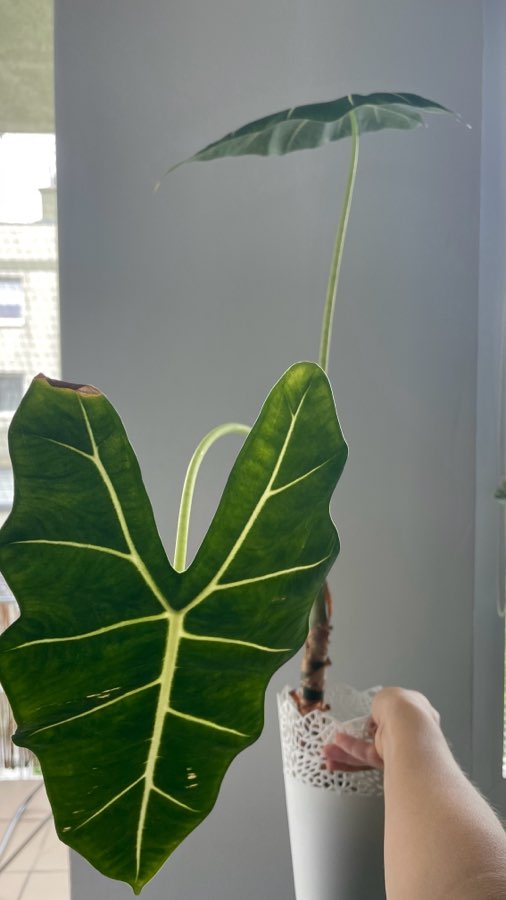 Alocasia Micholitziana "Frydek" 2